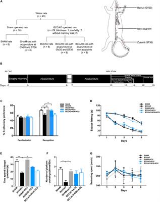 Acupuncture Improves White Matter Perfusion and Integrity in Rat Model of Vascular Dementia: An MRI-Based Imaging Study